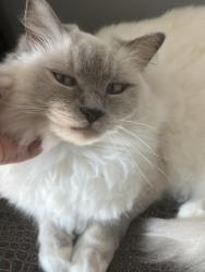 Reunited Male Cat last seen Maple Avenue , Croydon, PA 19021