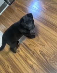 Lost Male Dog last seen Near Rockbridge rd, Stone Mountain, GA 30088