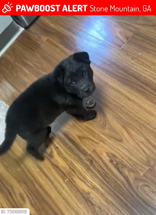 Lost Male Dog last seen Near Rockbridge rd, Stone Mountain, GA 30088