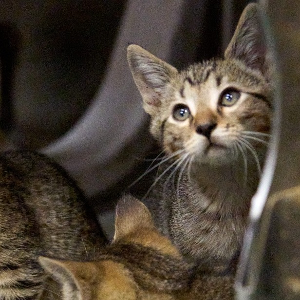 Shelter Stray Male Cat last seen , 2350 Appling City Cove, Memphis, TN 38133, USA