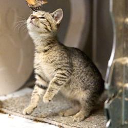 Shelter Stray Female Cat last seen , 2350 Appling City Cove, Memphis, TN 38133, USA