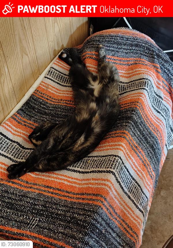 Lost Female Cat last seen 54th and Huddleston, Oklahoma City, OK 73135