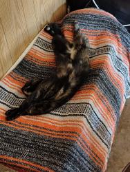 Lost Female Cat last seen 54th and Huddleston, Oklahoma City, OK 73135