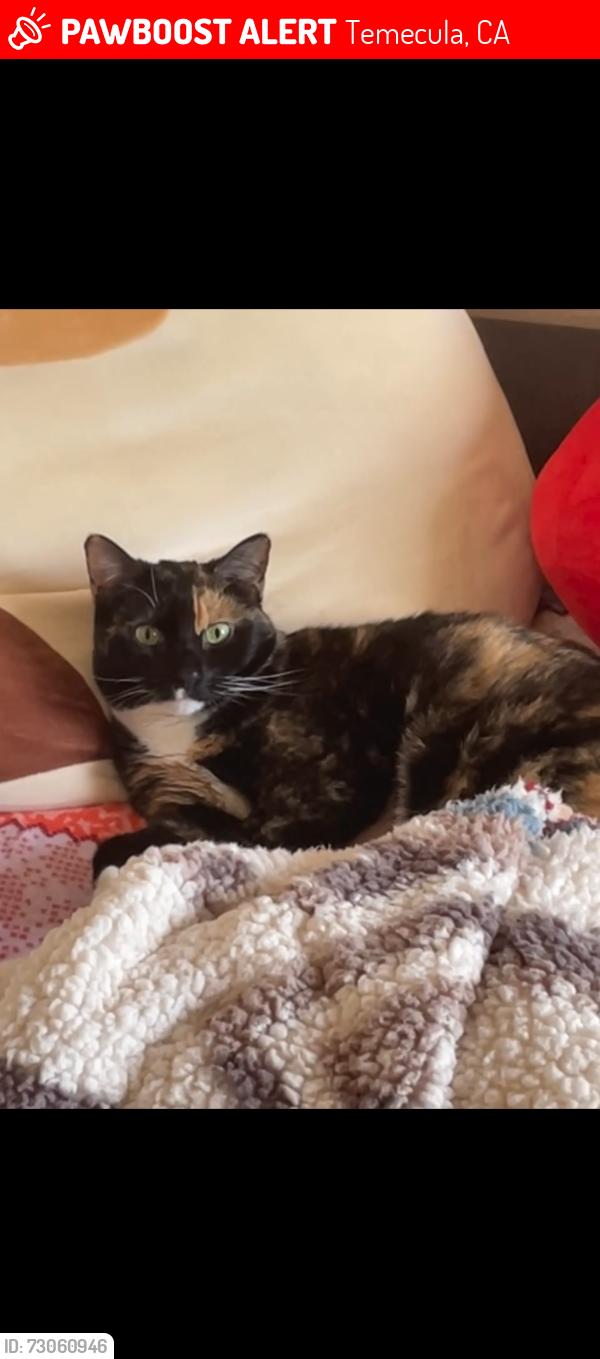 Lost Female Cat last seen wolf creek park, Temecula, CA 92592
