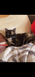 Lost Female Cat last seen wolf creek park, Temecula, CA 92592