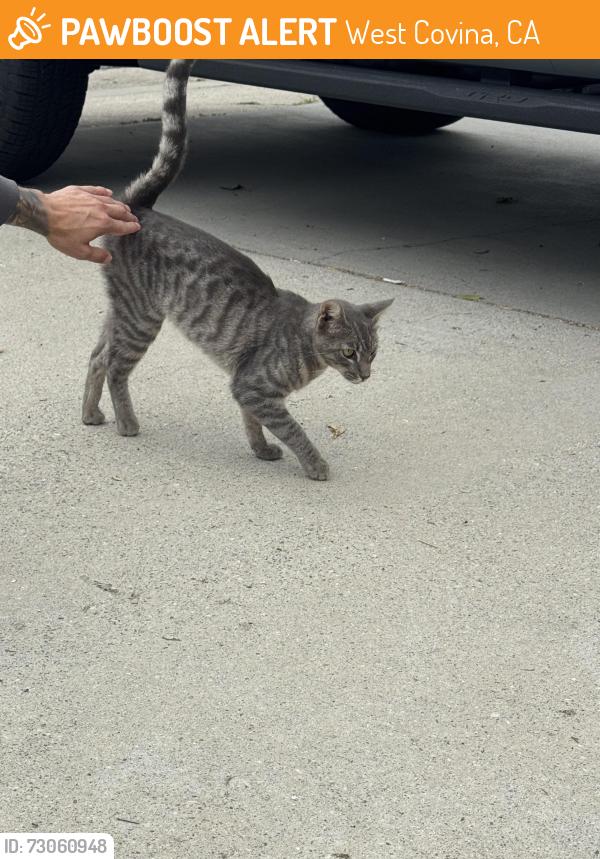 Found/Stray Male Cat last seen S Myrtlewood and e Garvey, West Covina, CA 91791