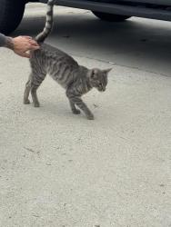 Found/Stray Male Cat last seen S Myrtlewood and e Garvey, West Covina, CA 91791