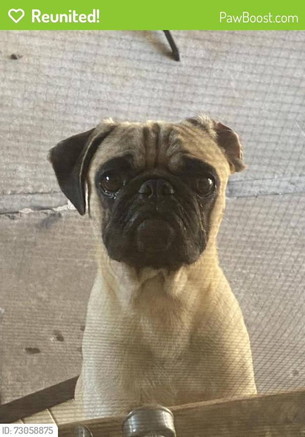 Reunited Male Dog last seen Riverstone apmts, Antioch ca , Antioch, CA 94509