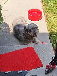 Found/Stray Female Dog last seen Clara and j st, Oxnard, CA 93033