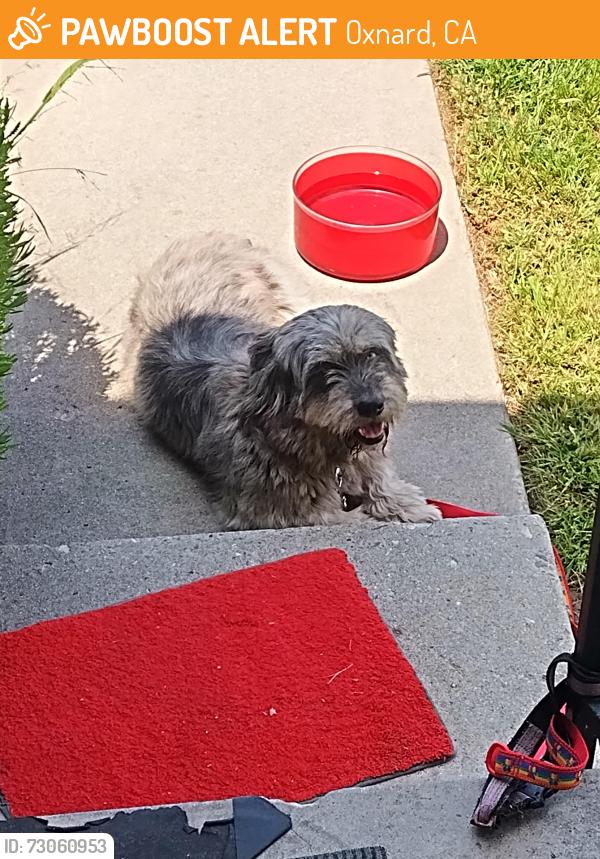 Found/Stray Female Dog last seen Clara and j st, Oxnard, CA 93033