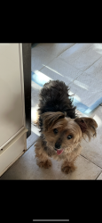 Lost Male Dog last seen Main St, Del Livorno, Irvine, CA 92614