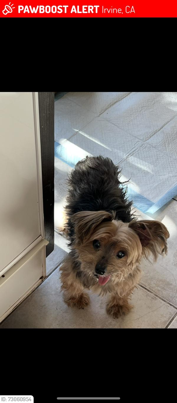 Lost Male Dog last seen Main St, Del Livorno, Irvine, CA 92614