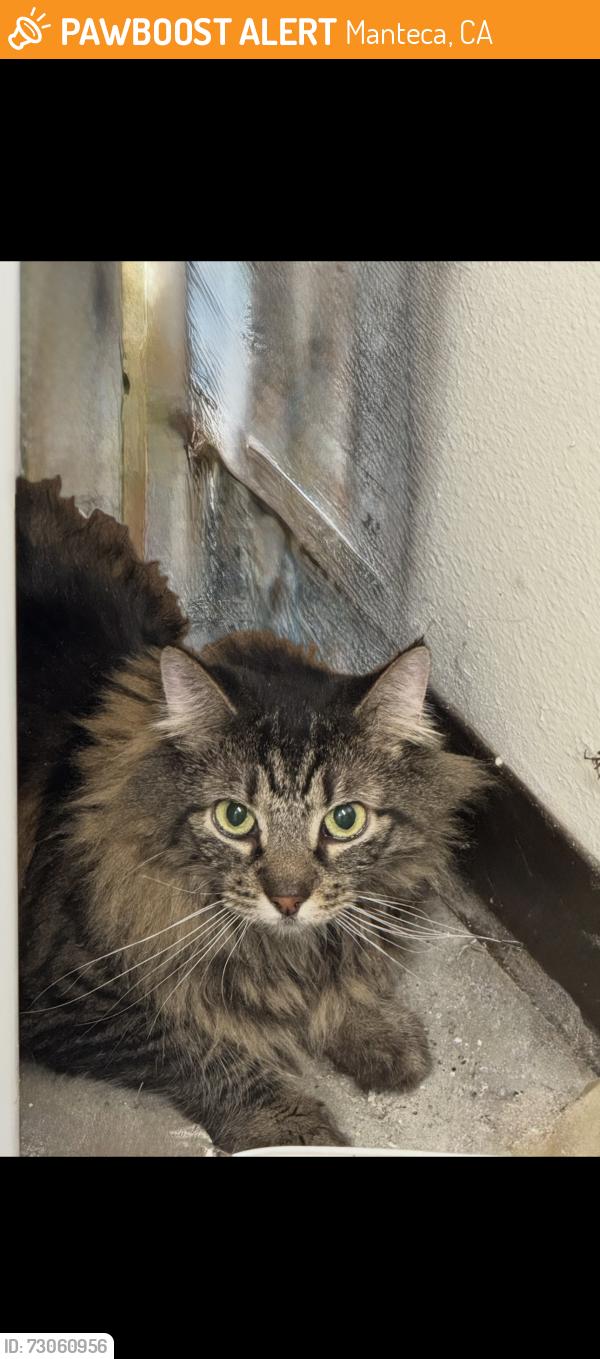 Found/Stray Female Cat last seen Curran Grove Park, Manteca, CA 95336