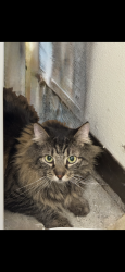 Found/Stray Female Cat last seen Curran Grove Park, Manteca, CA 95336