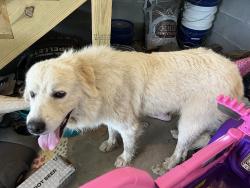 Found/Stray Male Dog last seen Hwy 42 E and Woodards Dairy Road, Johnston County, NC 27542