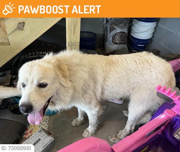 Found/Stray Male Dog last seen Hwy 42 E and Woodards Dairy Road, Johnston County, NC 27542