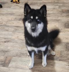 Reunited Female Dog last seen Acs on 151/ Food bank by hwy 90, San Antonio, TX 78227