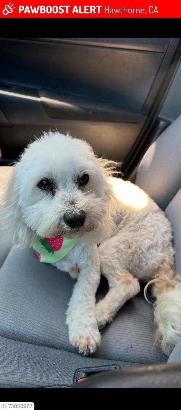 Lost Female Dog last seen Broadway and Ramona, Hawthorne, CA 90250