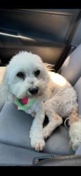 Lost Female Dog last seen Broadway and Ramona, Hawthorne, CA 90250