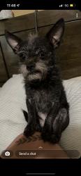 Lost Male Dog last seen deana, El Monte, CA 91732