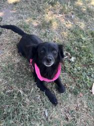 Lost Female Dog last seen Santa Anita, El Monte, CA 91731