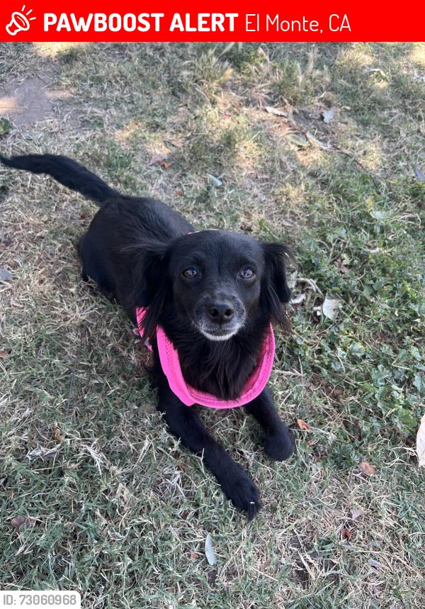 Lost Female Dog last seen Santa Anita, El Monte, CA 91731