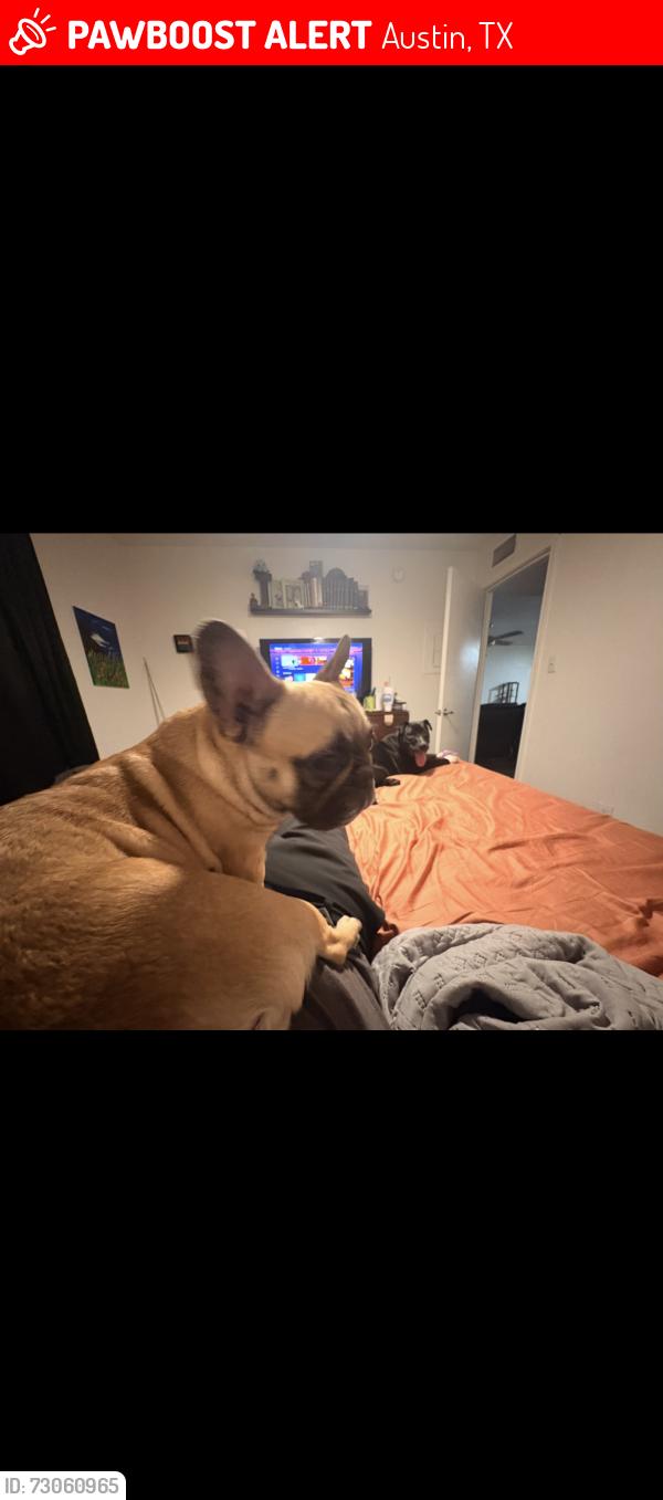 Lost Female Dog last seen Menchaca and slaughter on, Austin, TX 78748