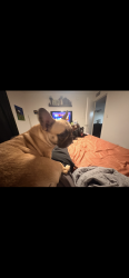 Lost Female Dog last seen Menchaca and slaughter on, Austin, TX 78748