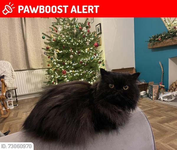 Lost Female Cat last seen Normansfield Dunmow , Essex, England CM6 1XA