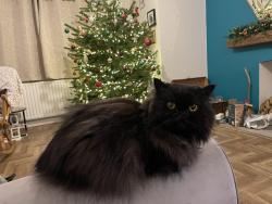 Lost Female Cat last seen Normansfield Dunmow , Essex, England CM6 1XA
