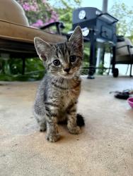 Found/Stray Unknown Cat last seen Patterson Road, Greer, SC 29651