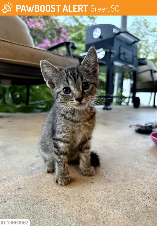Found/Stray Unknown Cat last seen Patterson Road, Greer, SC 29651