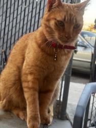 Lost Male Cat last seen Powhaten, Apple Valley, CA 92308
