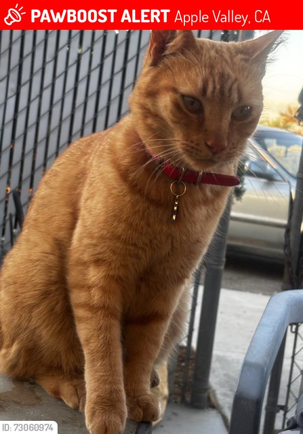 Lost Male Cat last seen Powhaten, Apple Valley, CA 92308