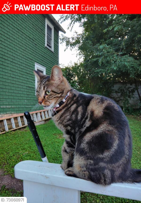 Lost Female Cat last seen 6N, right across from Edinboro Lake, Edinboro, PA 16412