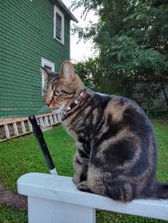 Lost Female Cat last seen 6N, right across from Edinboro Lake, Edinboro, PA 16412