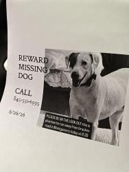 Lost Male Dog last seen Route 208 Dunkin Donuts, Montgomery, NY 12549