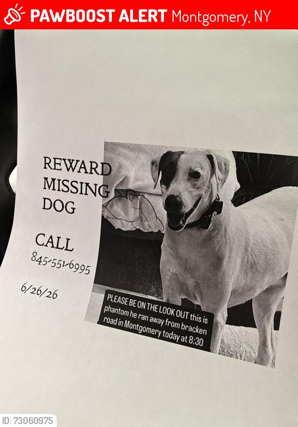 Lost Male Dog last seen Route 208 Dunkin Donuts, Montgomery, NY 12549