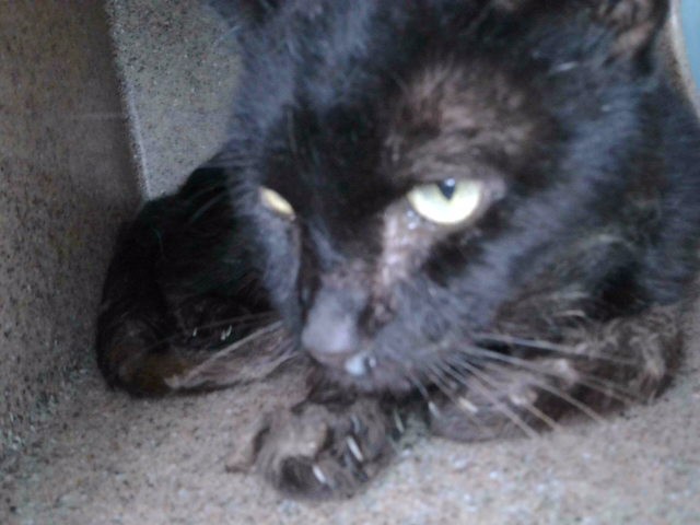 Shelter Stray Unknown Cat last seen , 4275 Elton St, Baldwin Park, CA 91706, USA