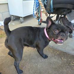 Shelter Stray Female Dog last seen Near BLOCK BLCK ELM AVE, LONG BEACH, CA, 90813, 7700 E Spring St, Long Beach, CA 90815, USA