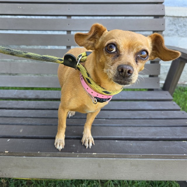 Shelter Stray Female Dog last seen Near BLOCK BLCK W PCH, LONG BEACH, CA 90806, 7700 E Spring St, Long Beach, CA 90815, USA