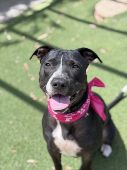 Shelter Stray Female Dog last seen , 957 N Gaffey St, San Pedro, CA 90731, USA