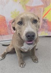 Shelter Stray Female Dog last seen ELM AVE AND SLOVER, 333 Chandler Pl, San Bernardino, CA 92408, USA