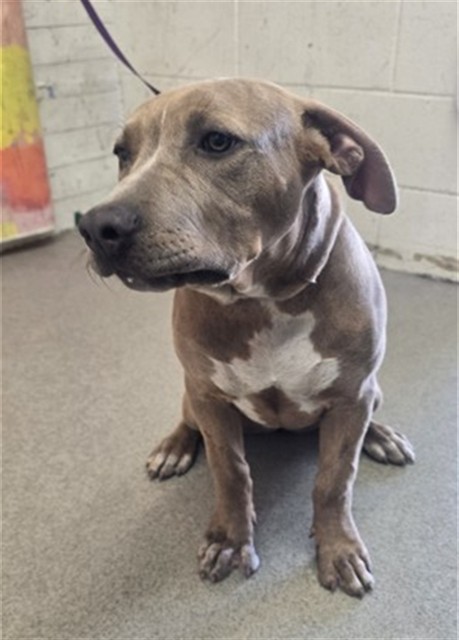 Shelter Stray Female Dog last seen ELM AVE AND SLOVER, 333 Chandler Pl, San Bernardino, CA 92408, USA