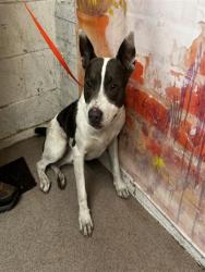 Shelter Stray Male Dog last seen W 14TH ST X N E ST, 333 Chandler Pl, San Bernardino, CA 92408, USA