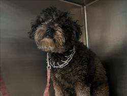 Shelter Stray Female Dog last seen , 957 N Gaffey St, San Pedro, CA 90731, USA