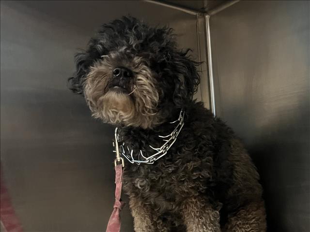 Shelter Stray Female Dog last seen , 957 N Gaffey St, San Pedro, CA 90731, USA