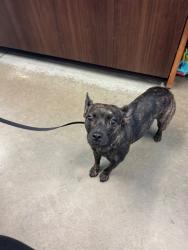 Shelter Stray Female Dog last seen MING /ASHE BAKERSFIELD, 201 S Mt Vernon Ave, Bakersfield, CA 93307, USA