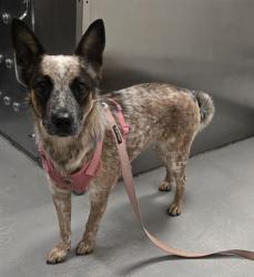 Shelter Stray Female Dog last seen UNIVERSITY ST BAKERSFIELD, 201 S Mt Vernon Ave, Bakersfield, CA 93307, USA