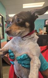 Shelter Stray Male Dog last seen AKERS ST BAKERSFIELD, 201 S Mt Vernon Ave, Bakersfield, CA 93307, USA